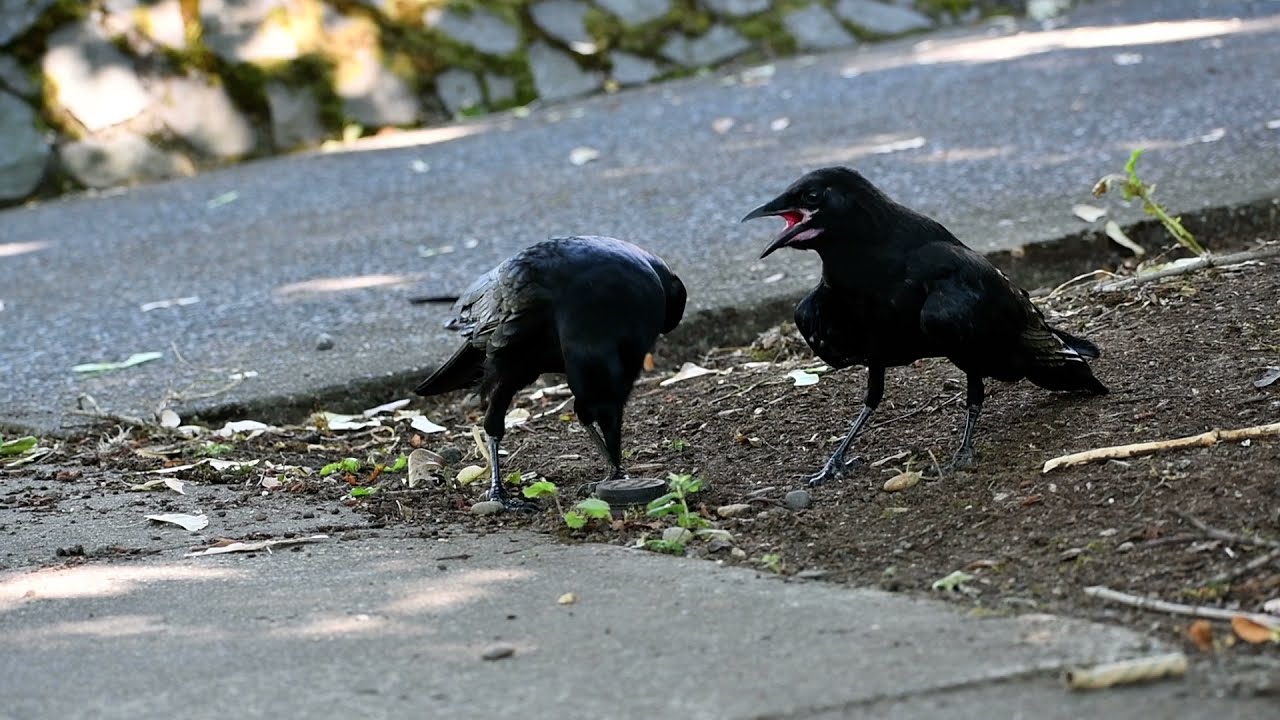 Fledgling crow and father doing crow things