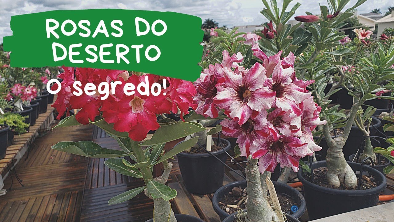 O maior segredo no cultivo de rosas do deserto Jardim do Márcio