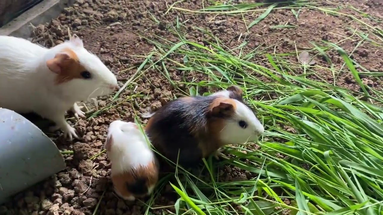 Adaptasi Marmut Baru Pindah Kandang, Ada yang Baru Lahiran. 🐹