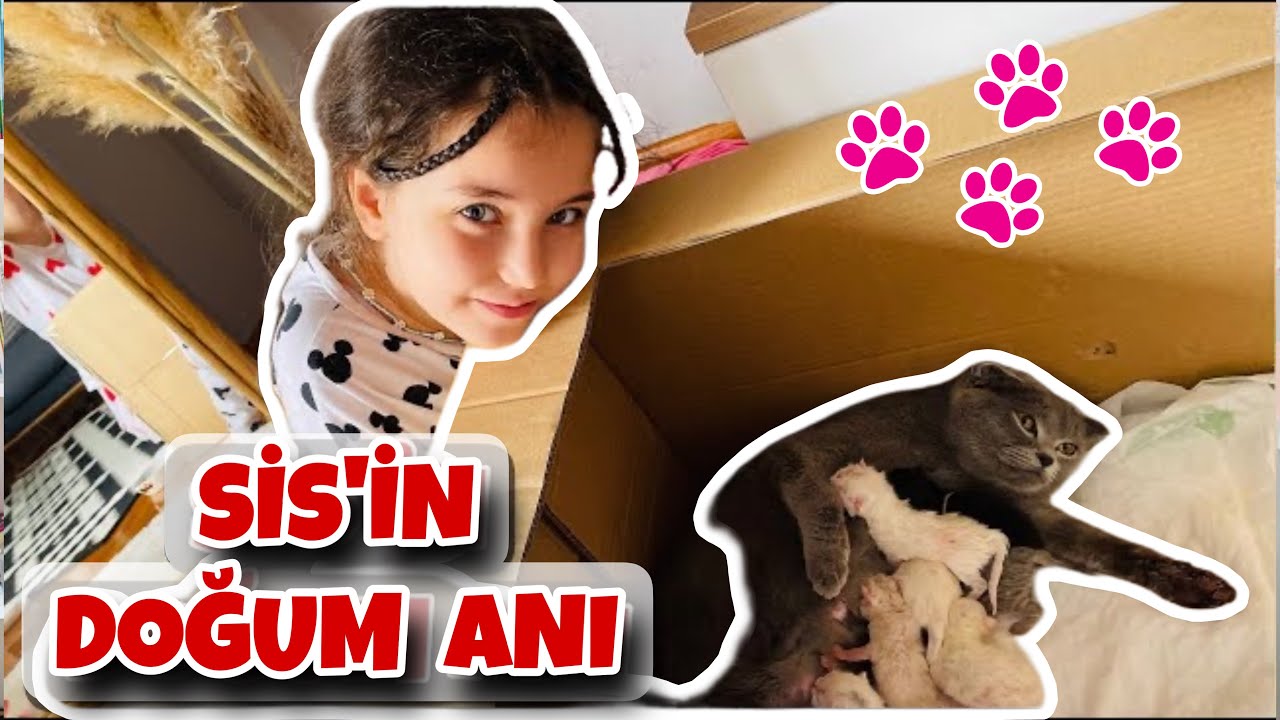 KEDİ DOĞUMU | KEDİMİZ SİS DOĞURDU! İŞTE YENİ YAVRU KEDİLERİMİZ