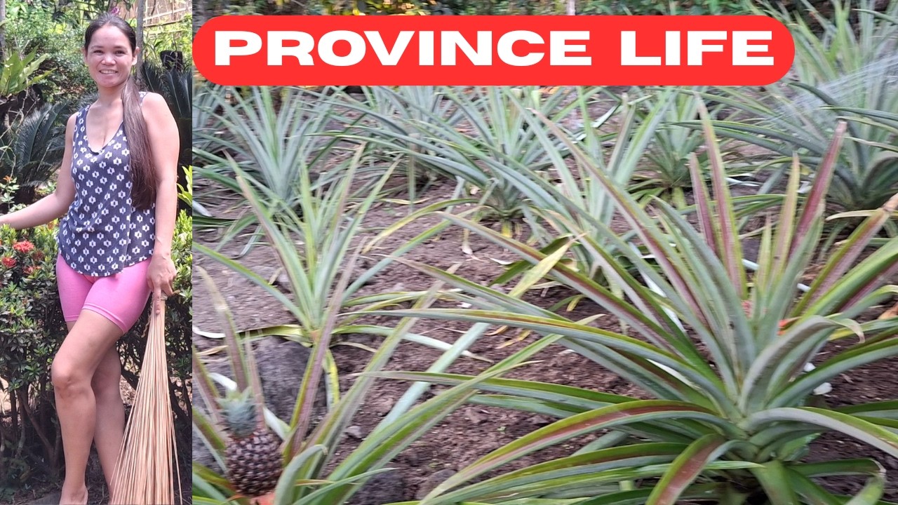 Пожинаю плоды своего упорного труда / Прекрасная и приятная жизнь в провинции на Филиппинах