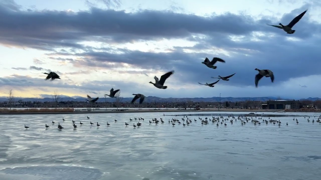 Do geese usually take off in rounds like this?