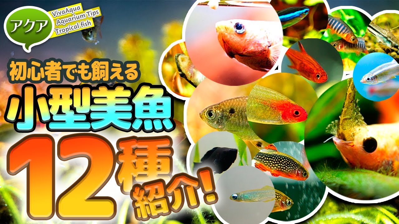 初心者でも飼える美しい小型熱帯魚12種紹介！ #アクアリウム #ビバ調べ 【ビバアクア】