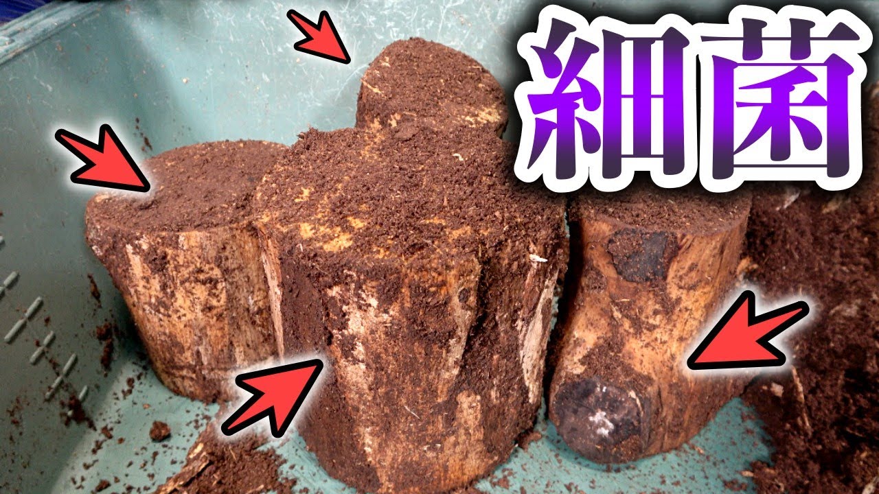 産まないクワガタには細菌浸けにした産卵材