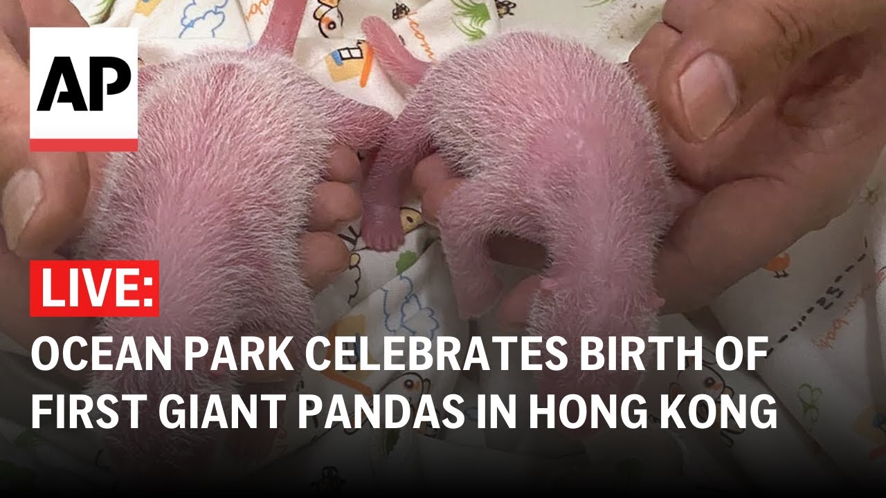 LIVE: Hong Kong's Ocean Park celebrates birth of first locally born giant pandas