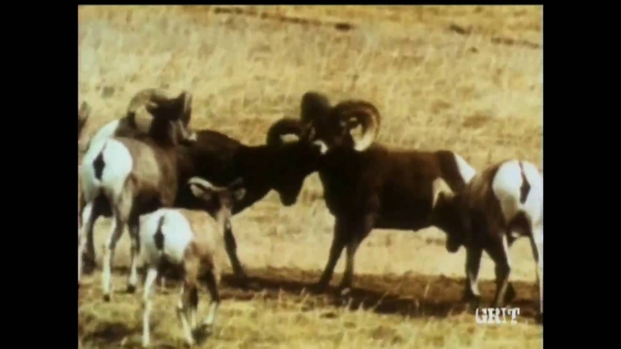 Lassie - Episode #436 - 