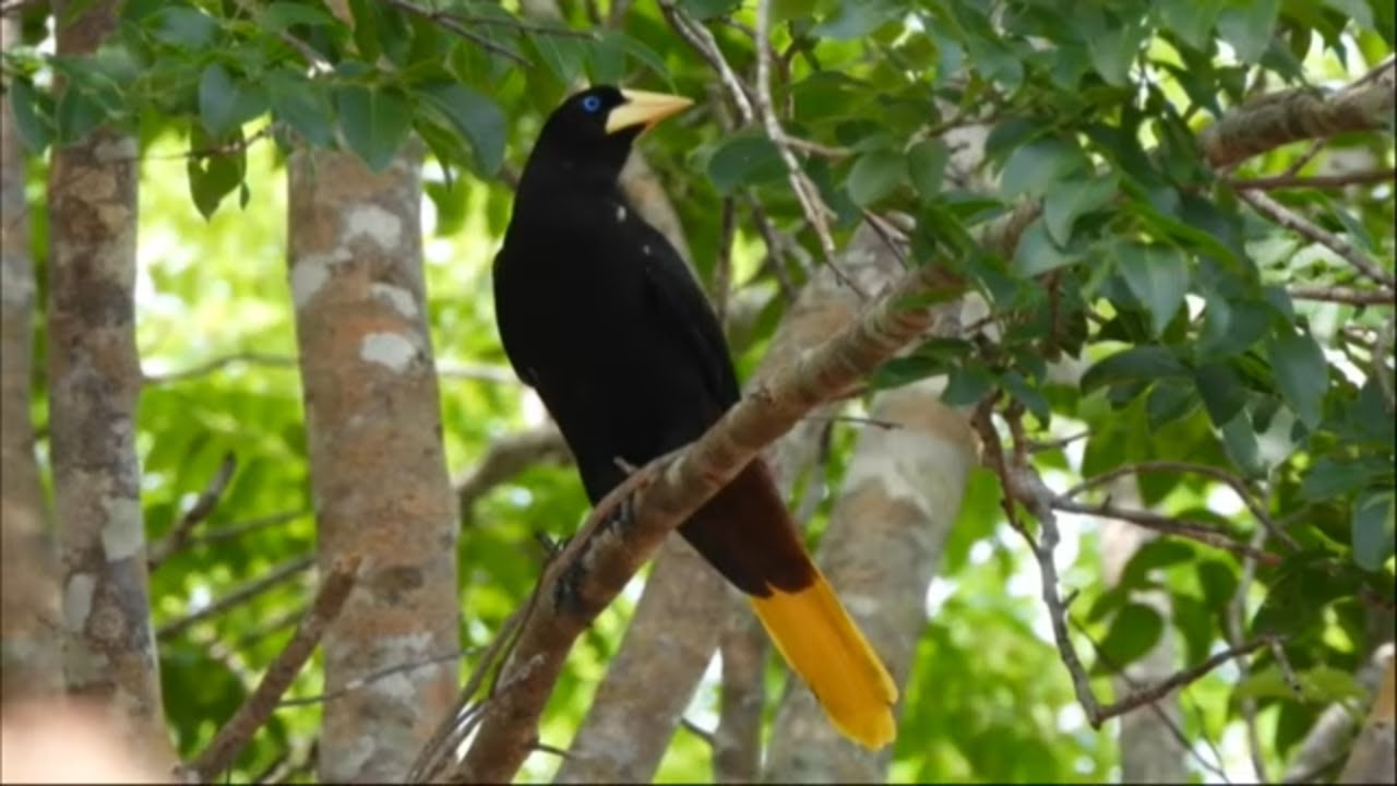 JAPU Cantando na Mata - NINHO de Japu - Psarocolius decumanus - Crested Oropendola - Brazilian Birds