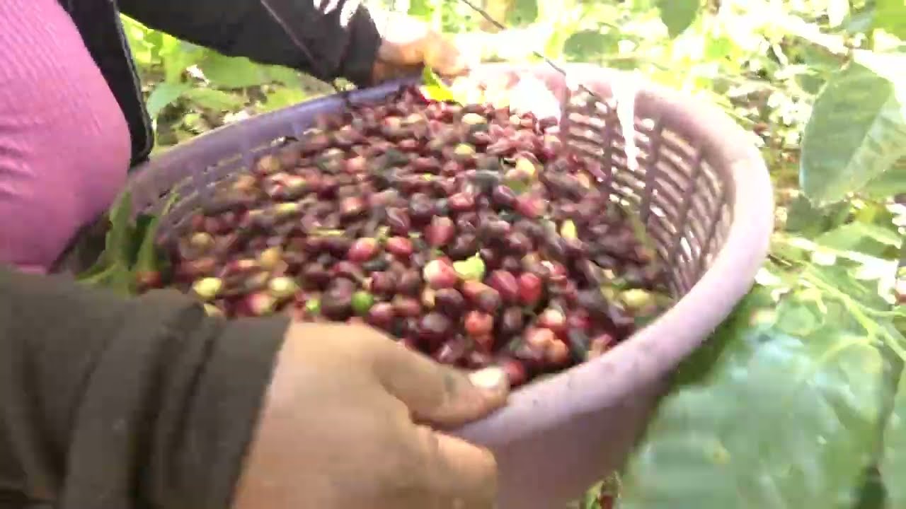 Hechos del Agro - Cosecha de café en La Libertad