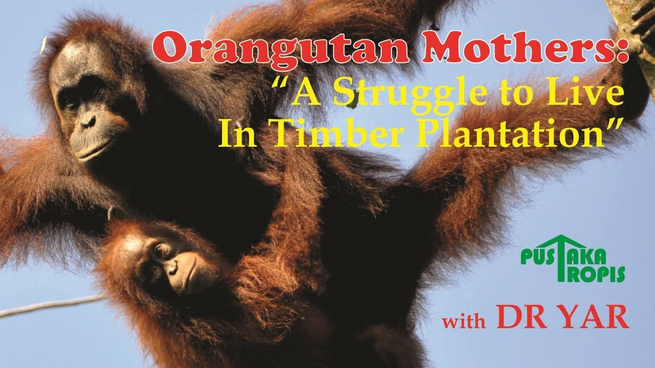 Orangutan Mothers 
