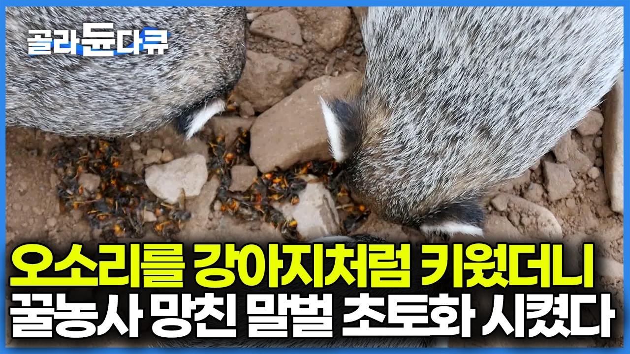 강아지처럼 키웠더니 아저씨를 졸졸 따라다니는 오소리, 하루에 먹는 말벌만 500마리라고... 좋은 것만 먹이고 키운 오소리 결말｜극한직업｜#골라듄다큐