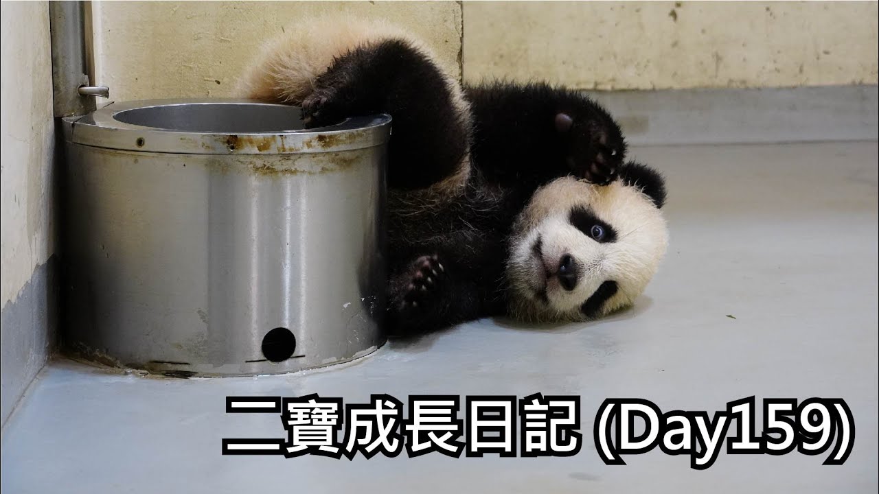 二寶成長日記 (Day159) Giant Panda Second Cub's Journal