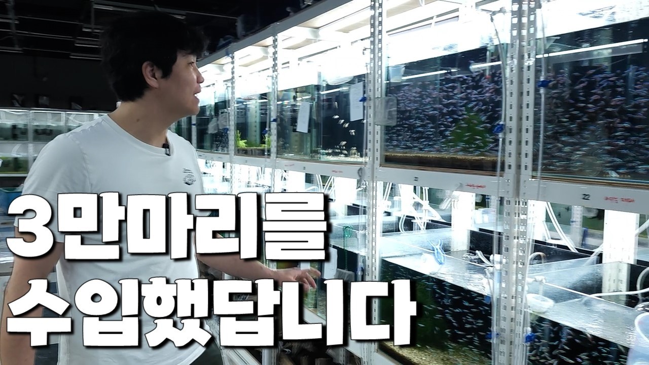 사장님이 이벤트에 중독되셨답니다! 이번엔 카디날테트라 2천마리를 뿌리겠다네요..