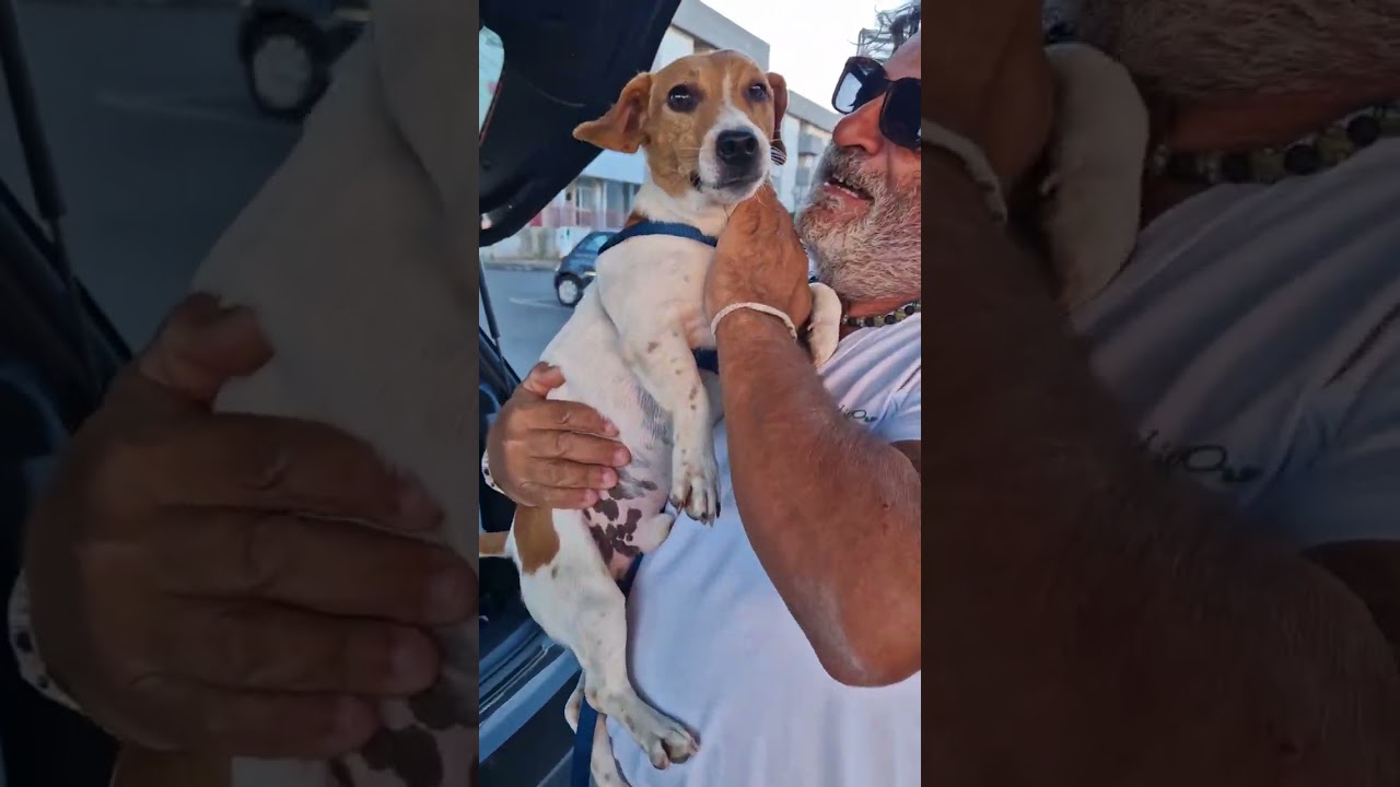 JACK È STATO ADOTTATO.INFO ADOZIONI:3404754484