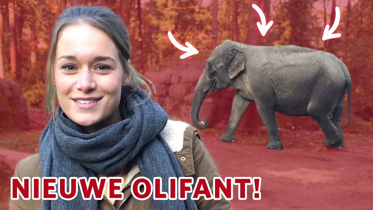 🐘 Voelt de NIEUWE OLIFANT zich al thuis in het park?🐘