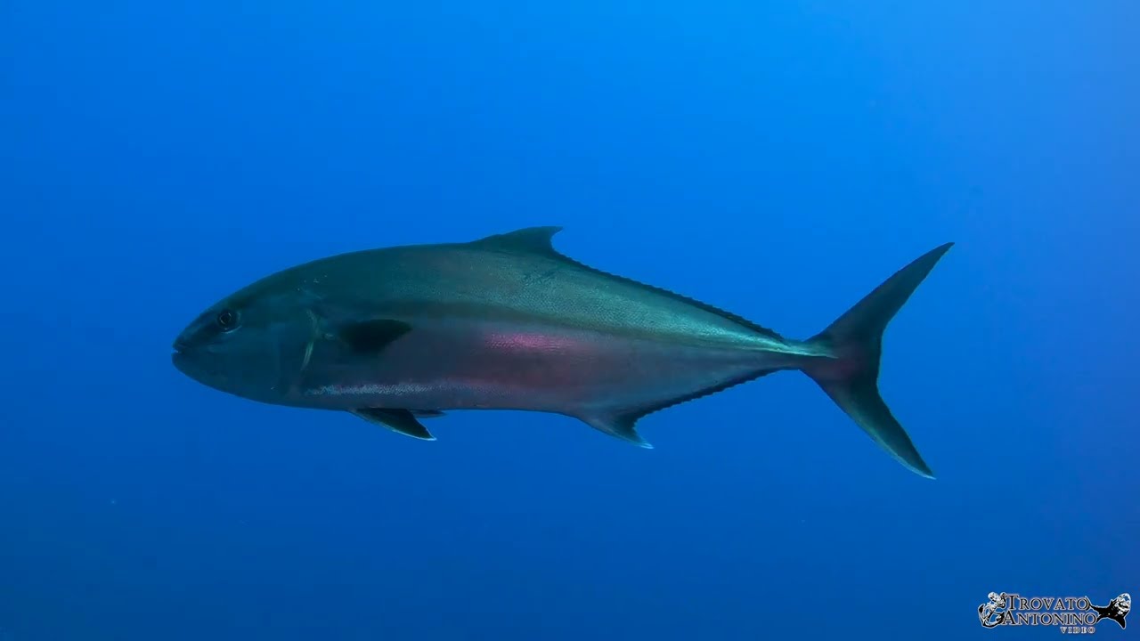 Ustica 2022