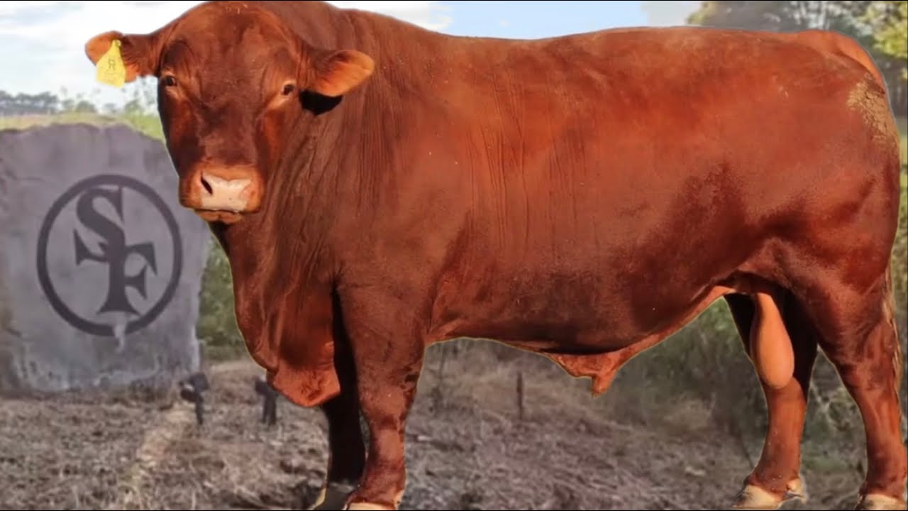 SELECTING A GRASS GENETIC BULL |  Andy SUMNER 10 year on board of directors for the South poll Assn