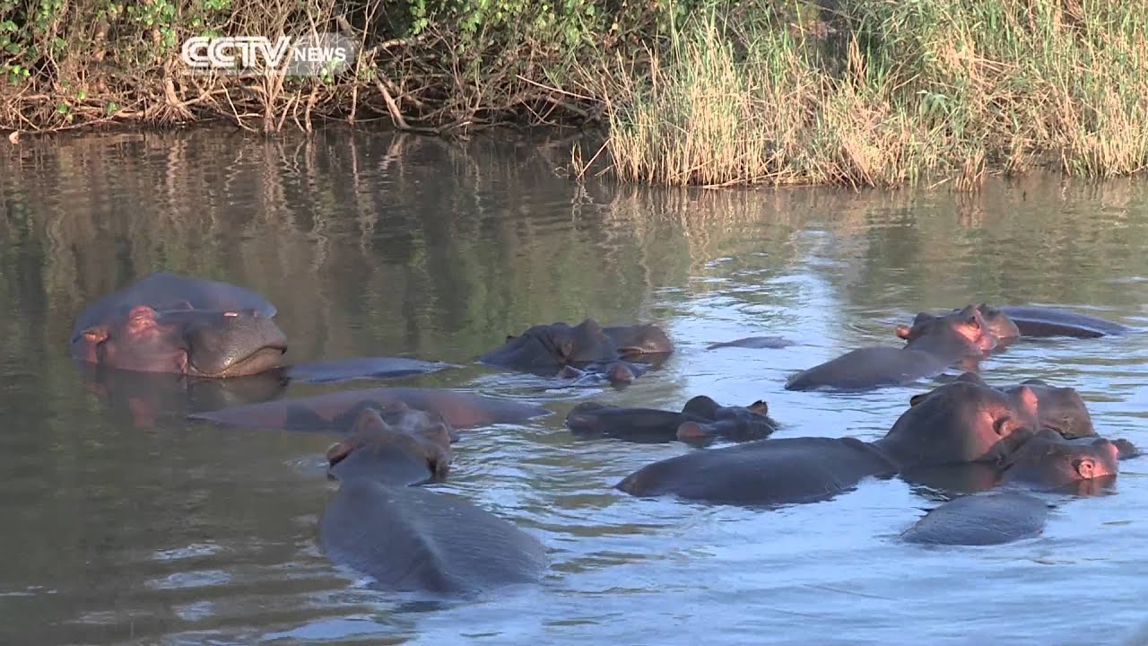 Eco Africa: South Africa St Lucia Estuary