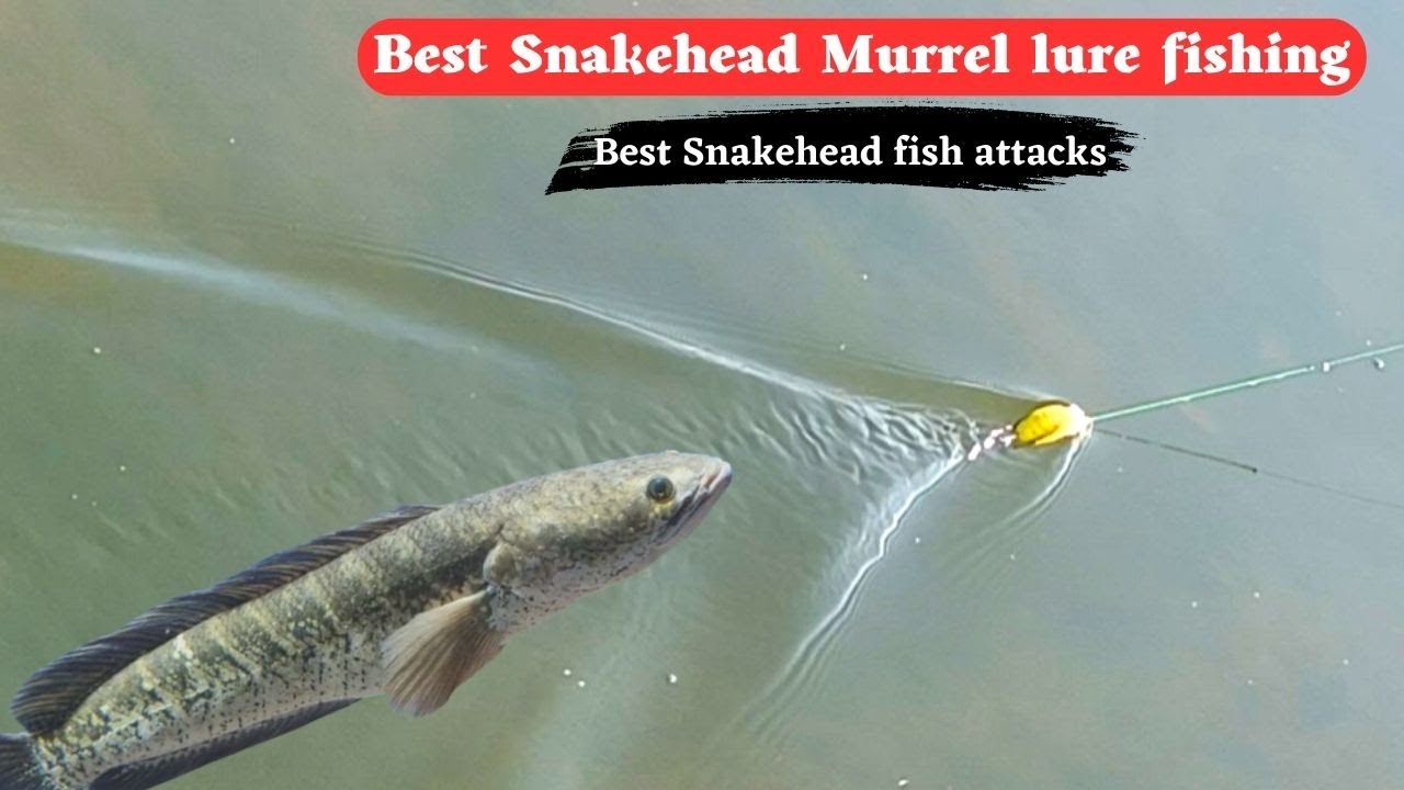 Best Snakehead Murrel fish attacks on frog lure | Catching Snakehead fish #fishing #mancing #pesca