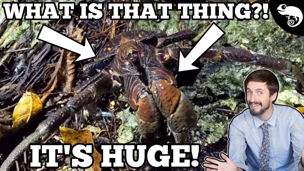 WHAT IS THAT THING?! Clint Discovers The LARGEST LAND ARTHROPOD on Earth!