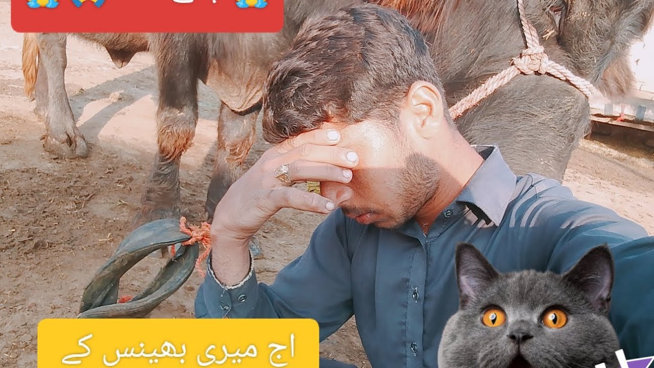 آج میری بھینس کے ساتھ بہت برا ہوا ہے 🐂😭😭