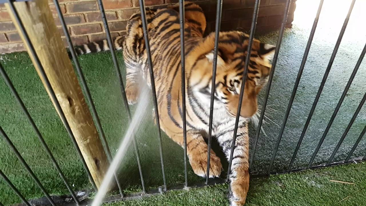 Can a tiger end up with the hosepipe ?