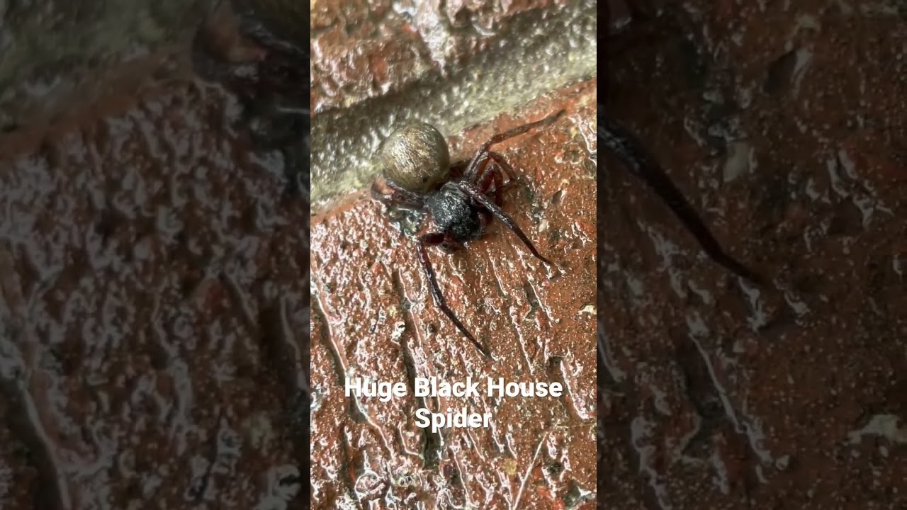 The truth about black house spiders. #dangerous #spider #exterminator #pestcontrol