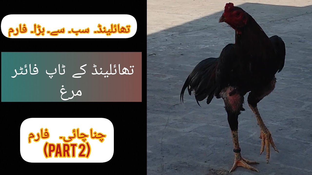 chanachai farm in Thailand / most famous gamer rooster farm in Thailand #aseellovers #mianwali