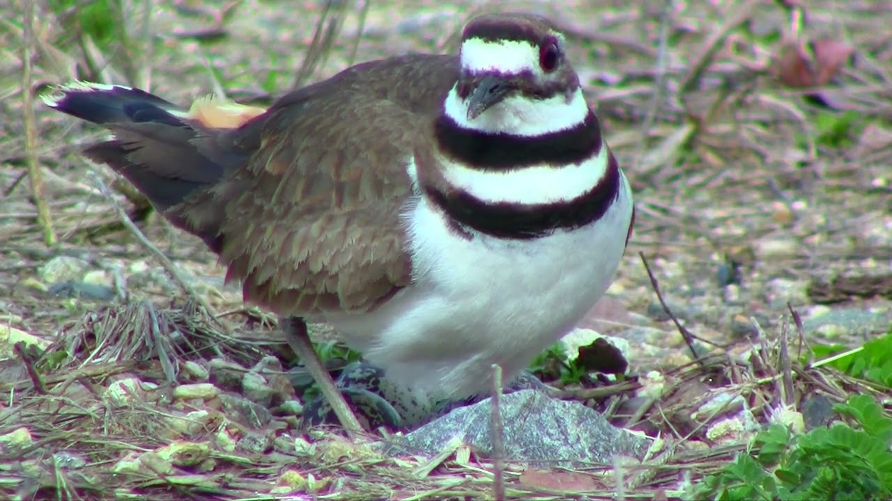 Killdeer bird nesting behavior