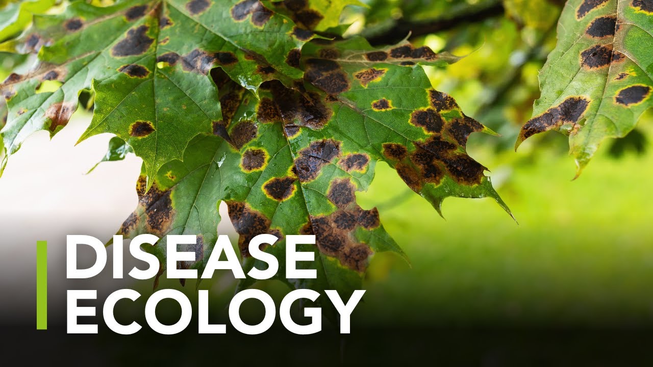 Wildlife Disease And Ecological Consultancy