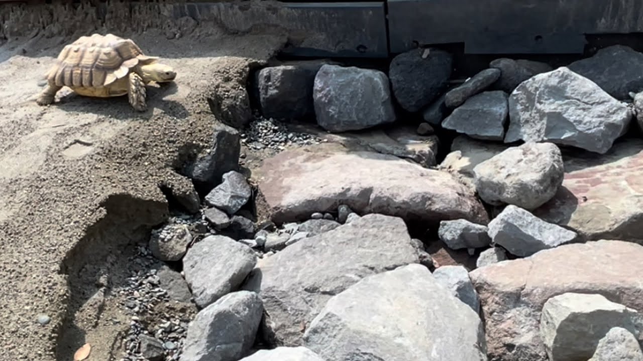 サバイバルウォーキング　お台場カメGOちゃん african spurred tortoise in Odaiba