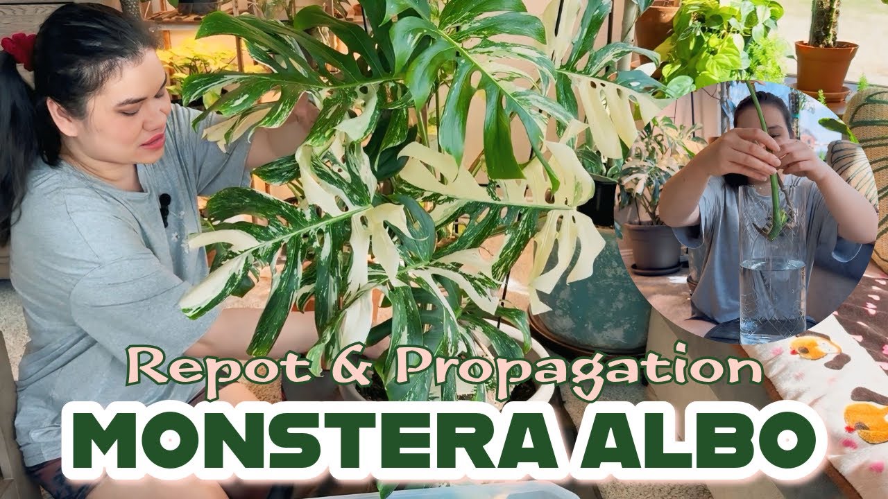 MONSTERA ALBO repot and propagation | 4 years update #plants #houseplants #monstera #indoorplants