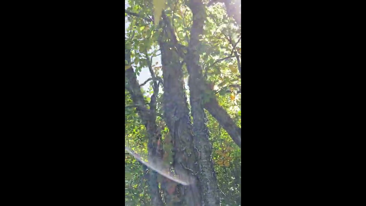 Betula alleghaniensis (Betulaceae) yellow birch