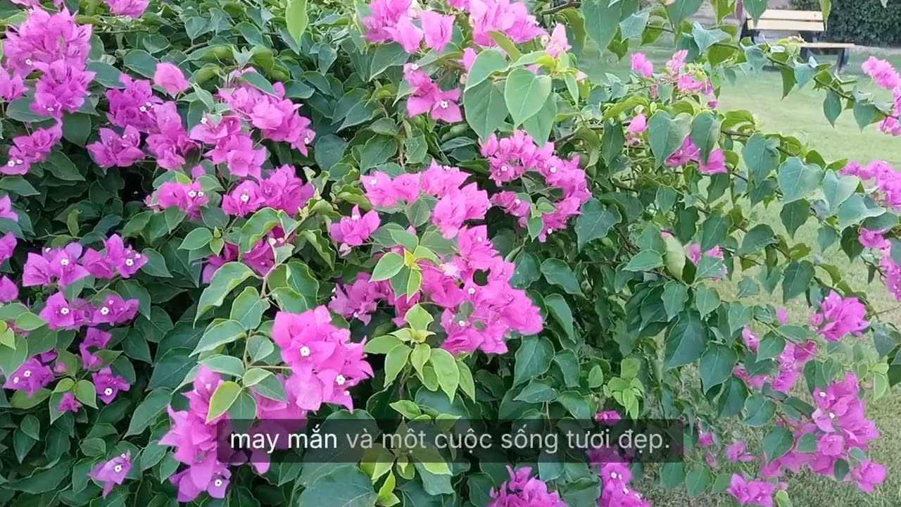 7 Loại Cây Nên Trồng Trước Nhà Để Hút Tài Lộc, May Mắn Và Bình An