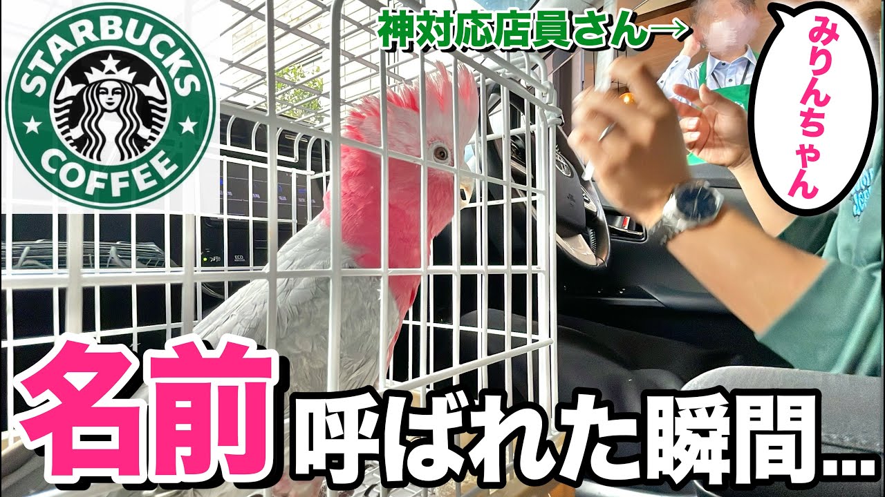 スタバのドライブスルーで店員さんに名前を呼ばれて大興奮なオウムがこちらですww【モモイロインコ】