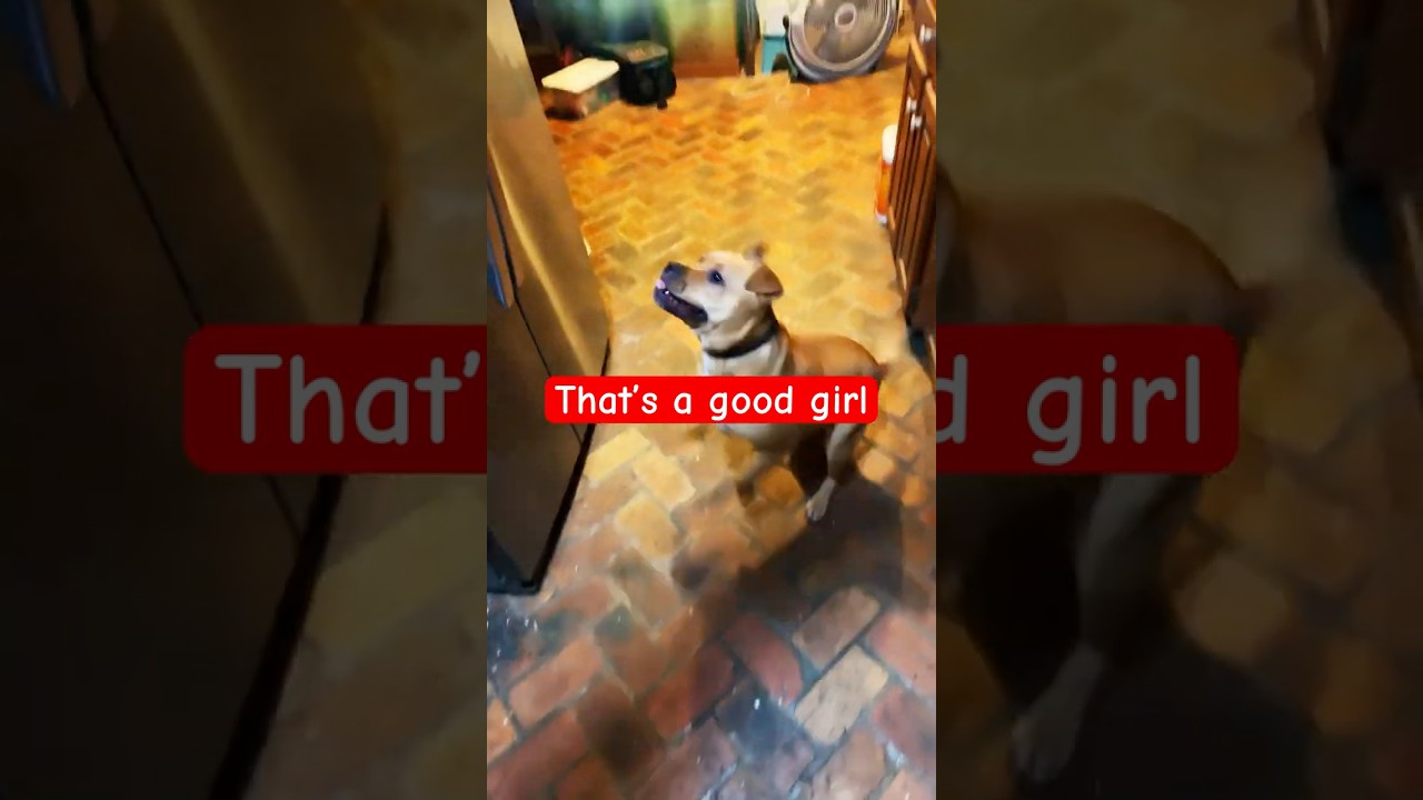 Dog brings toy on command