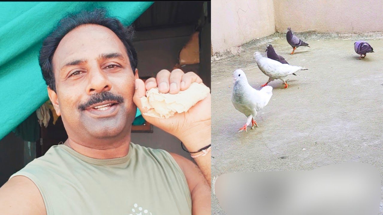 My Pigeons Breeding Successful Or Not // Garmi Mai Bacche le Ya Nhi //Pigeon/Kabutar