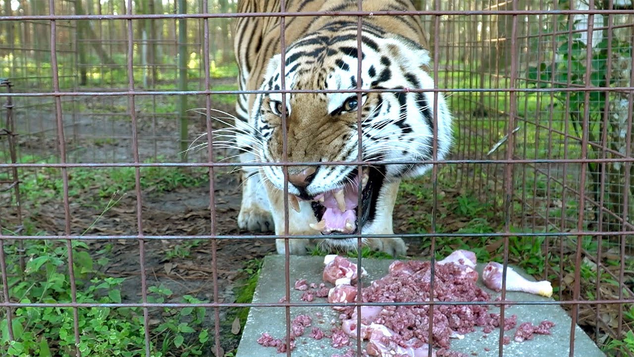 Hangry Lion and Tigers
