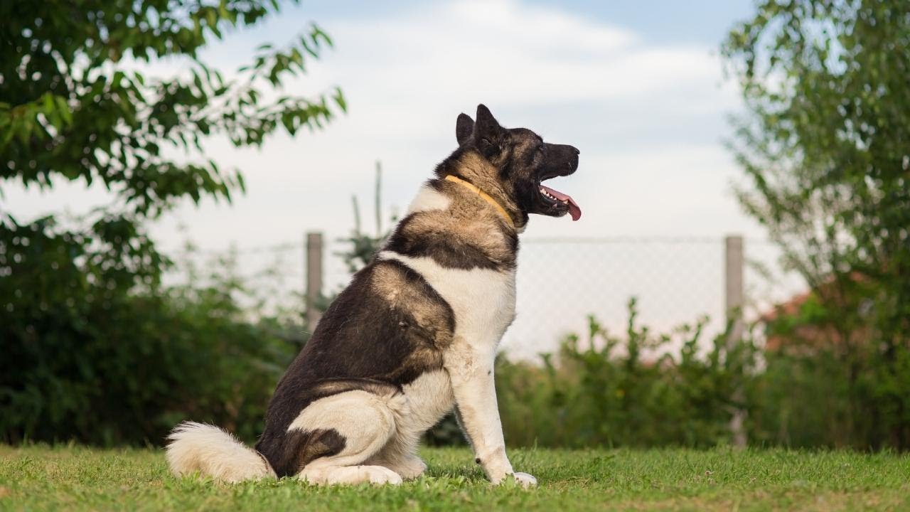 American Akita - The Powerful Dog