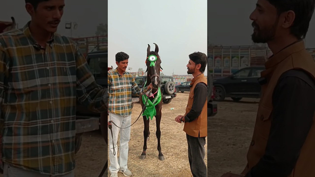 😍 Beautiful Milk teeth Filly got 3rd position 🥉 Sire Bharat Ratan grand sire Devraj raniya 