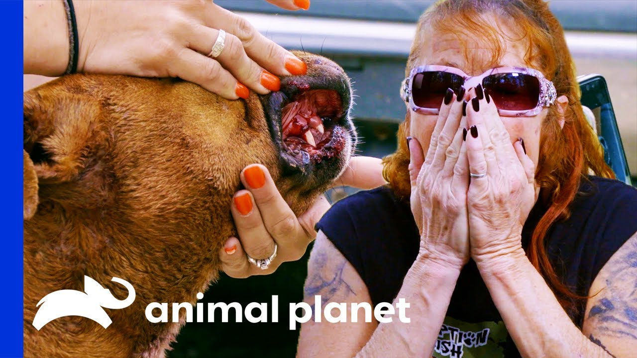 Rescued Fighting Dogs Need Urgent Medical Treatment | Pit Bulls & Parolees