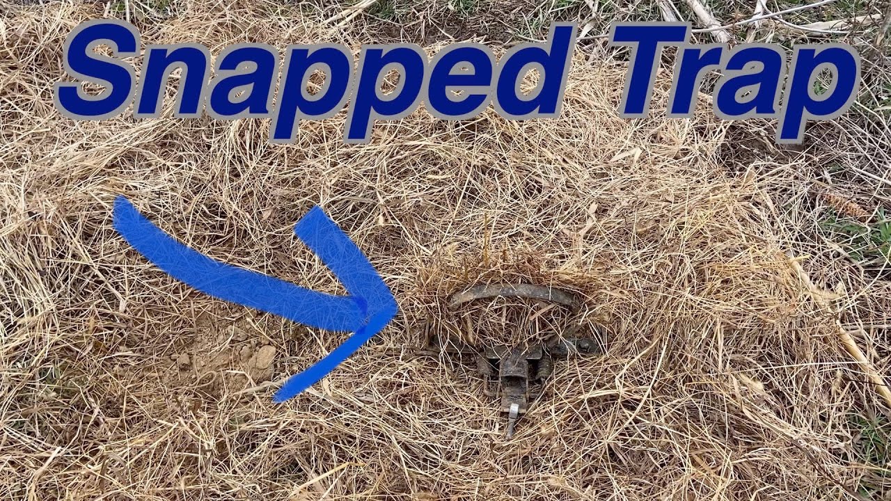Every NEW TRAPPER Needs to Watch this Video. #1