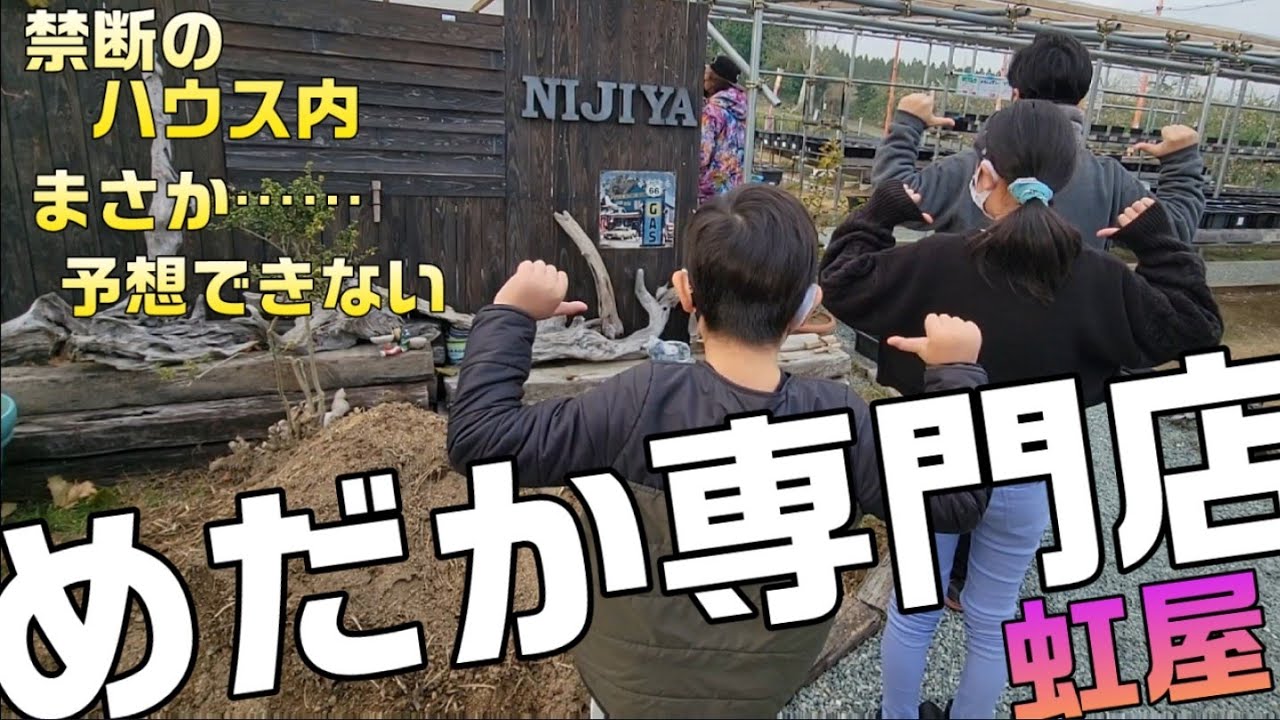 【虹屋】めだか専門店禁断のハウス内へ⁉️