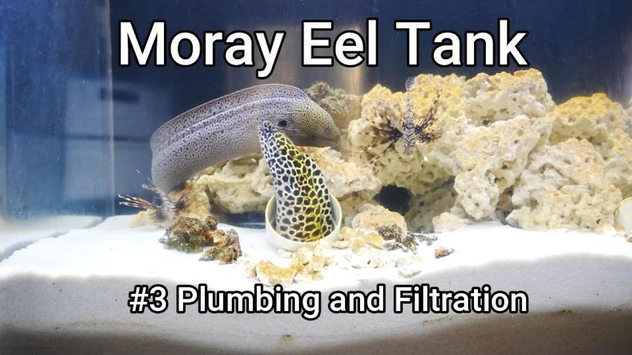 Moray Eel Tank - 03 - Plumbing and Filtration