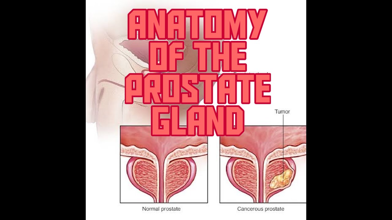 👨&zwj;⚕️Anatomy of the Prostate Gland | Gross, Functions and Cinicals of Prostate✔✨