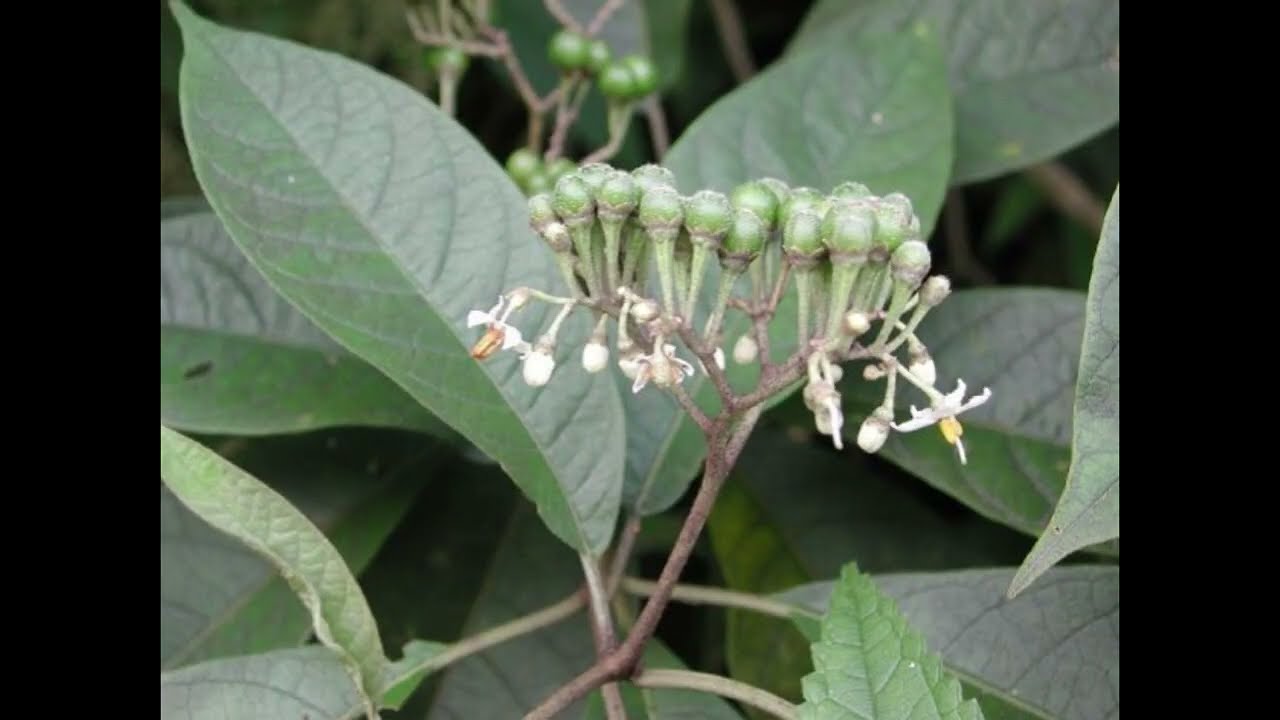 par&oacute;dia toxicologia