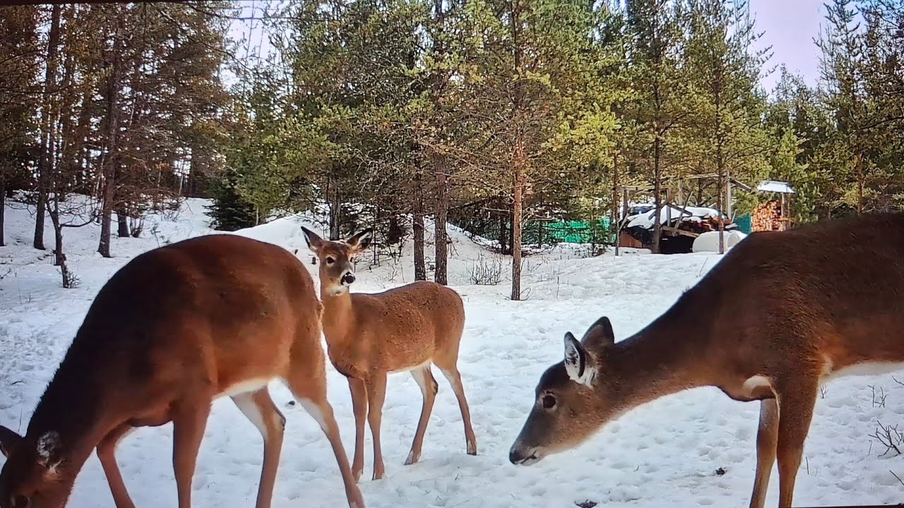 Lovely Deer, Snow, and Deer Footprints