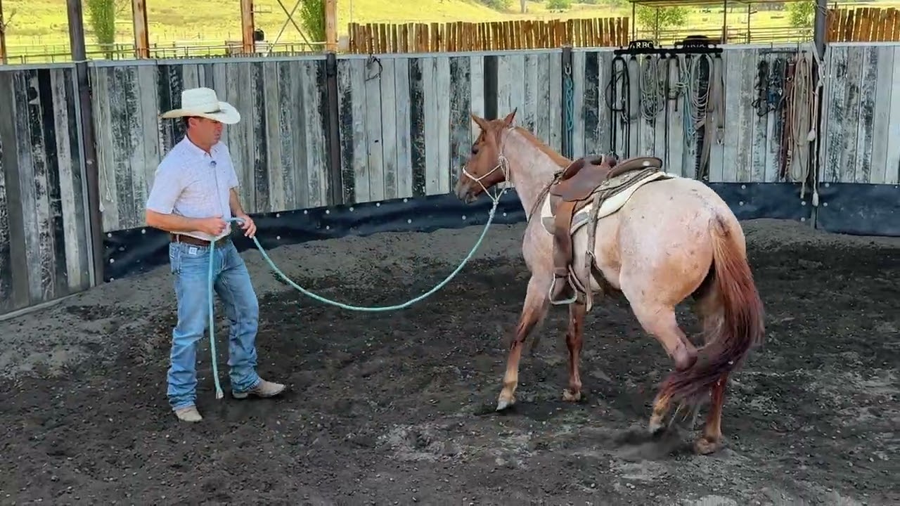 Colt starting Philosophy, Ground work, anticipation, working with the sensitive horse