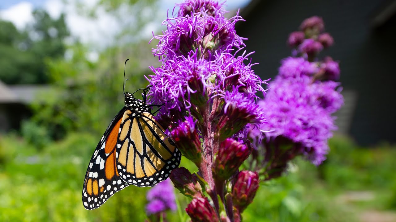 Butterfly Host Plants