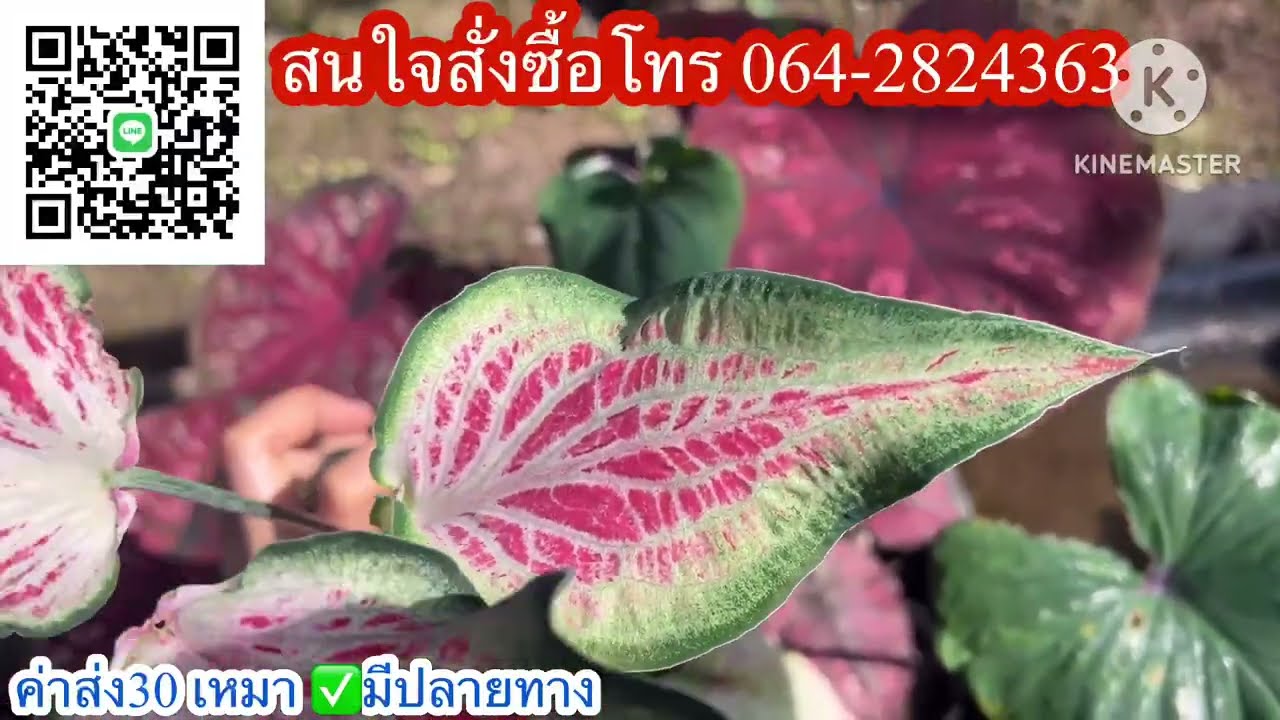 Ep.1270❤️บอนสีสวยๆ มาแล้วค่ะ☎️โทร064-2824363