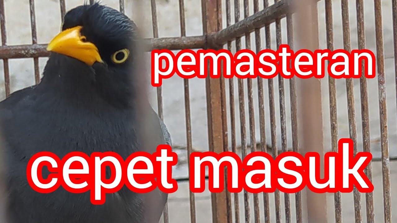 ciri khas jalak jantan & pemasteran cpet masuk